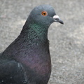 IMG_0044a.jpg