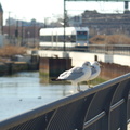 NJ Transit HBLR LRV 2042B and the birds @ Hoboken Terminal. Photo taken by Brian Weinberg, 2/19/2006.