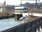 NJ Transit HBLR LRV 2042B and the birds @ Hoboken Terminal. Photo taken by Brian Weinberg, 2/19/2006.