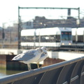 NJ Transit HBLR LRV 2042B and the birds @ Hoboken Terminal. Photo taken by Brian Weinberg, 2/19/2006.