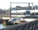 NJ Transit HBLR LRV 2042B and the birds @ Hoboken Terminal. Photo taken by Brian Weinberg, 2/19/2006.