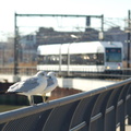 NJ Transit HBLR LRV 2042B and the birds @ Hoboken Terminal. Photo taken by Brian Weinberg, 2/19/2006.