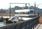 NJ Transit HBLR LRV 2042B and the birds @ Hoboken Terminal. Photo taken by Brian Weinberg, 2/19/2006.