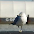 A bird @ Hoboken Terminal. Photo taken by Brian Weinberg, 2/19/2006.