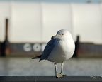 A bird @ Hoboken Terminal. Photo taken by Brian Weinberg, 2/19/2006.