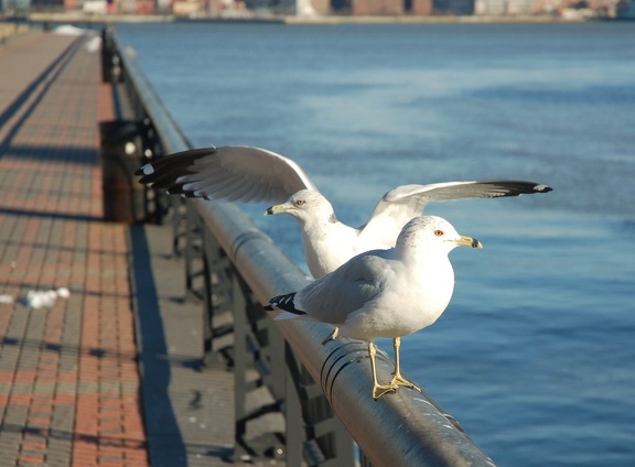 Two birds @ Hoboken. Photo taken by Brian Weinberg, 2/19/2006.