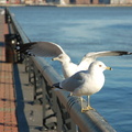 Two birds @ Hoboken. Photo taken by Brian Weinberg, 2/19/2006.