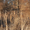DSC_1030a_40.jpg