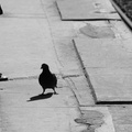 Dyckman St (1). Pigeon walks on platform. Photo taken by Brian Weinberg, 3/2/2008.