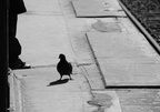 Dyckman St (1). Pigeon walks on platform. Photo taken by Brian Weinberg, 3/2/2008.