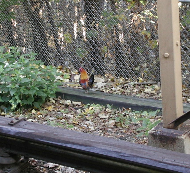 Full_body_shot_of_the_rooster_at_Metropolitan_Av_Station_small_001.jpg