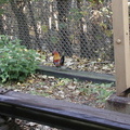Full body shot of the rooster at Metropolitan Av Station small. Photo taken by Koi Morris.