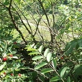 DCP_1361.JPG