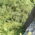 DCP_1368.JPG