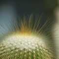 DSC_7247.jpg