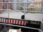 A black cat @ Metropolitan Av (M). Photo by Brian Weinberg, 11/27/2002. (119k)