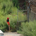 Lady in red @ BN Yard