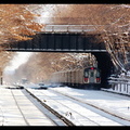 DSC_7706d.jpg