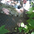 IMG_9756.JPG