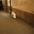 A large rat inside a Domino's Pizza bag. Photo taken by Brian Weinberg, 5/30/2004.