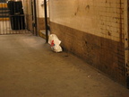 A large rat inside a Domino's Pizza bag. Photo taken by Brian Weinberg, 5/30/2004.