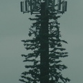 a tree!