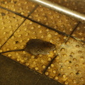 Rat @ Grand Central (7). Photo taken by Brian Weinberg, 12/23/2005.