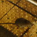 DSC_0844a.jpg