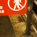 Rat @ Grand Central (7). Photo taken by Brian Weinberg, 12/23/2005.
