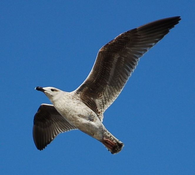 a seagull. Photo taken by Brian Weinberg, 1/8/2006.