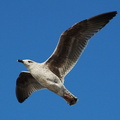 a seagull. Photo taken by Brian Weinberg, 1/8/2006.