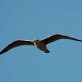 a seagull. Photo taken by Brian Weinberg, 1/8/2006.