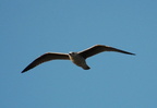 a seagull. Photo taken by Brian Weinberg, 1/8/2006.