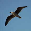 a seagull. Photo taken by Brian Weinberg, 1/8/2006.