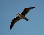 a seagull. Photo taken by Brian Weinberg, 1/8/2006.