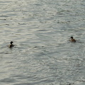 Ducks in the Hudson River @ Riverdale. Photo taken by Brian Weinberg, 1/8/2006.