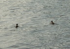 Ducks in the Hudson River @ Riverdale. Photo taken by Brian Weinberg, 1/8/2006.