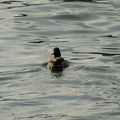 A duck in the Hudson River @ Riverdale. Photo taken by Brian Weinberg, 1/8/2006.