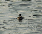 A duck in the Hudson River @ Riverdale. Photo taken by Brian Weinberg, 1/8/2006.