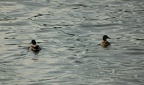 Ducks in the Hudson River @ Riverdale. Photo taken by Brian Weinberg, 1/8/2006.