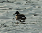 A duck in the Hudson River @ Riverdale. Photo taken by Brian Weinberg, 1/8/2006.