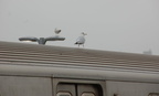 DSC_8453a.jpg