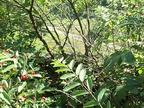 DCP_1361.JPG