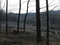 Looking roughly south down the Northern Electric R-O-W. Photo taken by Brian Weinberg, 12/26/2004.