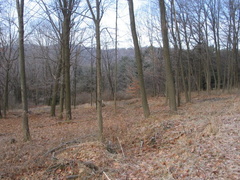 Looking roughly north up the Northern Electric R-O-W. Photo taken by Brian Weinberg, 12/26/2004.