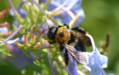 DSC_7133a.jpg