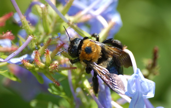 DSC_7133a.jpg