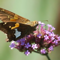 DSC_7157a.jpg