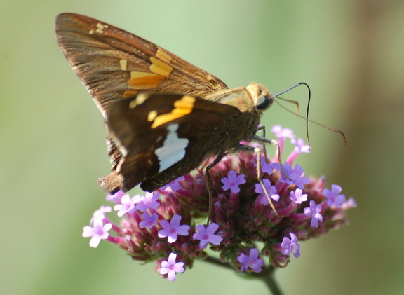 DSC_7160a.jpg