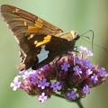 DSC_7160a.jpg